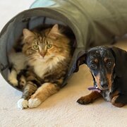 Home Owner wanting sitter in Wagga Wagga , New South Wales