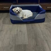 Home Owner wanting sitter in Mandurah, Western Australia