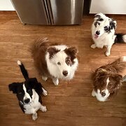 Home Owner wanting sitter in , Queensland