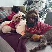 Home Owner wanting sitter in Melbourne , Victoria