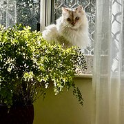 Home Owner wanting sitter in Cairns , Queensland