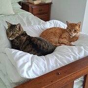 Home Owner wanting sitter in Perth, Western Australia