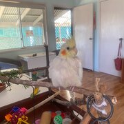 Home Owner wanting sitter in Brisbane , Queensland