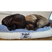 Home Owner wanting sitter in Brisbane , Queensland