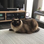 Home Owner wanting sitter in , New South Wales