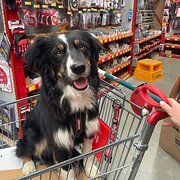 Home Owner wanting sitter in Perth , Western Australia