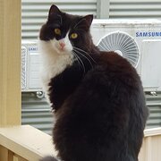 Home Owner wanting sitter in , New South Wales