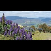 Home Owner wanting sitter in Hobart, Tasmania