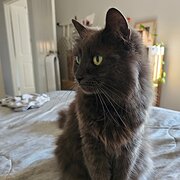 Home Owner wanting sitter in Canberra city, Australian Capital Territory