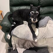 Home Owner wanting sitter in , Australian Capital Territory