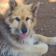 Home Owner wanting sitter in Bedfordale, Western Australia