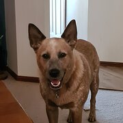 Home Owner wanting sitter in Adelaide , South Australia