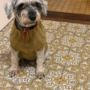 Home Owner wanting sitter in Perth, Western Australia