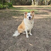 Home Owner wanting sitter in McLaren Flat, South Australia