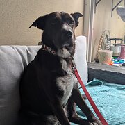 Home Owner wanting sitter in Brisbane, Queensland