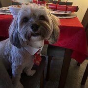 Home Owner wanting sitter in Perth , Western Australia