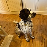 Home Owner wanting sitter in Canberra, Australian Capital Territory