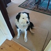 Home Owner wanting sitter in Adelaide , South Australia