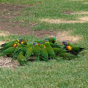 House Sitter - Clare