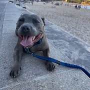 Home Owner wanting sitter in Sydney, New South Wales