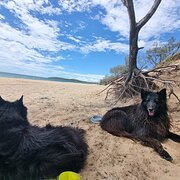 Home Owner wanting sitter in Nambour, Queensland