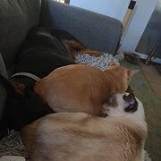 Home Owner wanting sitter in , Western Australia