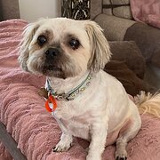 Home Owner wanting sitter in Joondalup, Western Australia