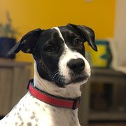 Home Owner wanting sitter in Brisbane , Queensland