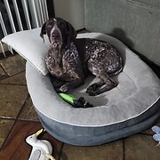 Home Owner wanting sitter in , New South Wales