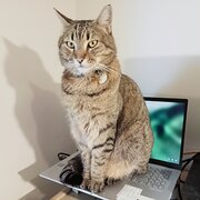 Home Owner wanting sitter in Perth, Western Australia