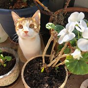 Home Owner wanting sitter in Melbourne, Victoria