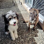 Home Owner wanting sitter in Brisbane, Queensland