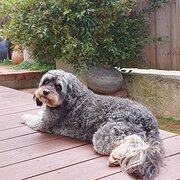 Home Owner wanting sitter in Perth, Western Australia