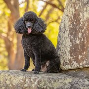 Home Owner wanting sitter in Newcastle, New South Wales