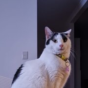 Home Owner wanting sitter in Perth, Western Australia