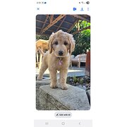 Home Owner wanting sitter in Brisbane , Queensland