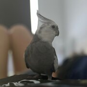 Home Owner wanting sitter in Melbourne, New South Wales