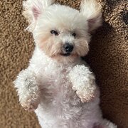 Home Owner wanting sitter in , New South Wales