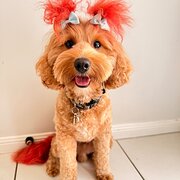 Home Owner wanting sitter in Brisbane, Queensland