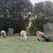 Home Owner wanting sitter in Ipswich , Queensland