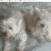 Home Owner wanting sitter in , Victoria