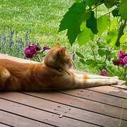 Home Owner wanting sitter in , New South Wales