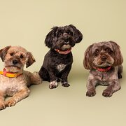 Home Owner wanting sitter in Canberra, Australian Capital Territory