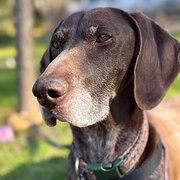 Home Owner wanting sitter in , New South Wales