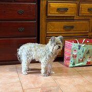 Home Owner wanting sitter in Cronulla, New South Wales