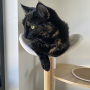 Home Owner wanting sitter in , Australian Capital Territory