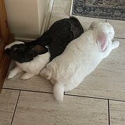 Home Owner wanting sitter in Melbourne , Victoria