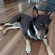 Home Owner wanting sitter in , Western Australia