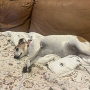 Home Owner wanting sitter in MOUNT BURRELL, New South Wales