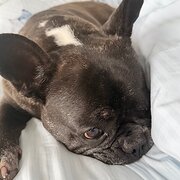 Home Owner wanting sitter in forster, New South Wales